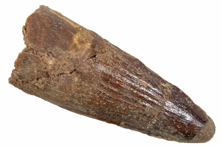 Juvenile Fossil Spinosaurus Tooth - Real Dinosaur Tooth #345884